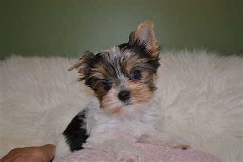 Free Sheprador DOG FOR ADOPTION RGADN-1180977 - Baby - Labrador Retriever /. . Puppies for sale in tn